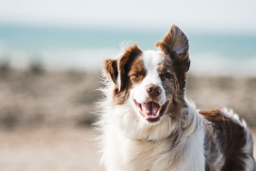 Veterinary Clinics real results